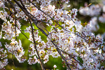 埼玉元荒川の桜並木