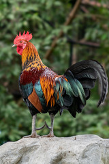 close up portrait of beautiful chicken.