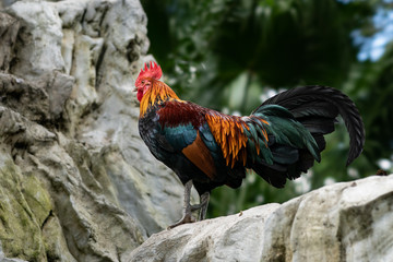 close up portrait of beautiful chicken.