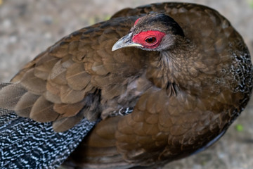 Closeup of beautiful pheasant.