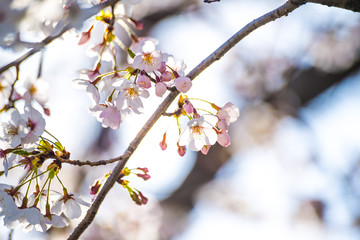 埼玉元荒川の桜並木