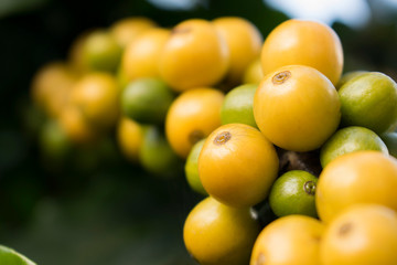 yellow coffee beans on a branch of coffee tree