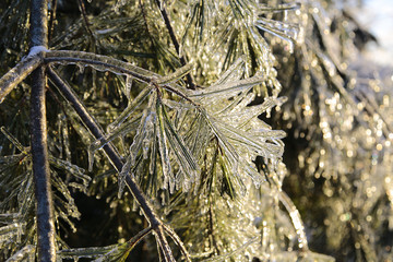 winter frost 4