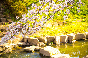 埼玉元荒川の桜並木