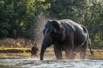 Splash water on elephant bath time.