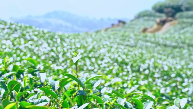 Beautiful green tea crop garden rows scene with blue sky and cloud, design concept for the fresh tea product background, 4K, lifestyle.