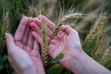 Ripe wheat in the farmer hands on the wheat fields. Farmer hands touching wheat field, harvest.