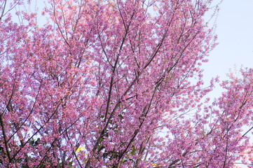 Wild Himalaya Cherry blossom