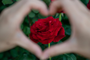 Hand making a heart shape on blooming  red rose.