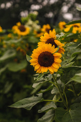 Obraz premium bunch of sunflowers