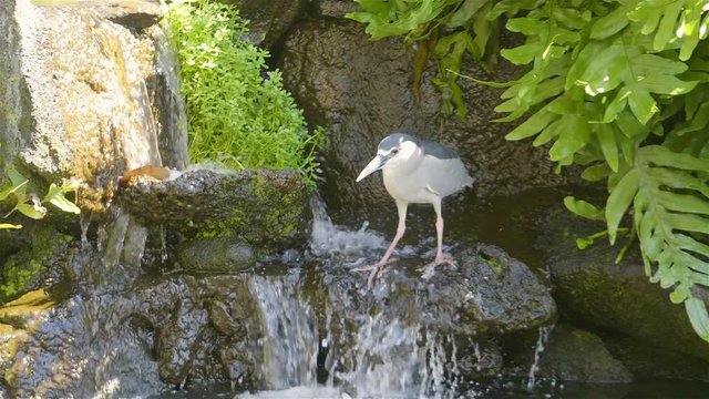 Black-crowned night heron hunting in natural enviroment in slow motion 180fps