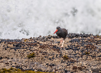 A Black Oystercatcher walking on seaweed covered rocks, on the shore of the Pacific Ocean