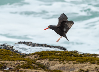 A Black Oystercatcher landing on seaweed covered rocks, on the shore of the Pacific Ocean....