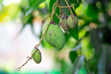 Disease in mango that causes the skin of mango fruits and leaves to become black spots.