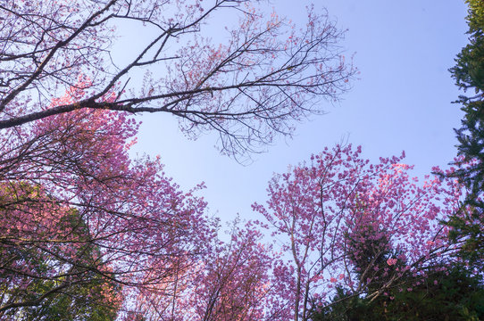Wild Himalaya Cherry blossom forest