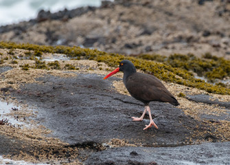 A Black Oystercatcher walking on seaweed covered rocks, on the shore of the Pacific Ocean