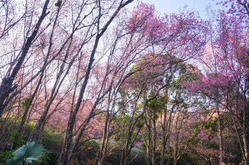 Obraz na płótnie Canvas Wild Himalaya Cherry blossom forest