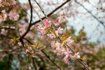 Bretschneidera sinensis, Chompoo Phu Kha bloom in Thailand