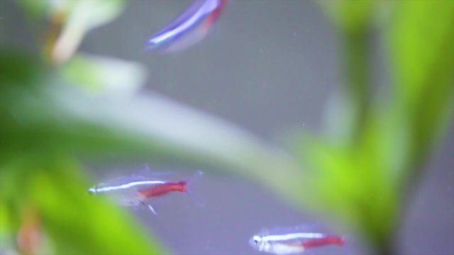 Neon Tetra Fish In Tropical Aquarium. Exotic Pet Fish In Tank. Marine Biology. Paracheirodon innesi