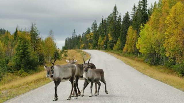 Raindeers crossing the road in Scandinavia