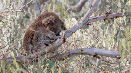 Sleeping Koala on a tree branch