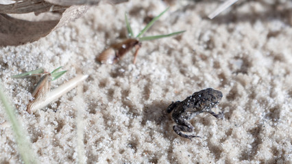 Little Frog hopping on sand - close-up Macro