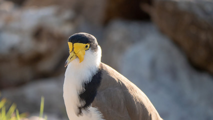 Masked Lapwing Bird of Australia - close-up Macro