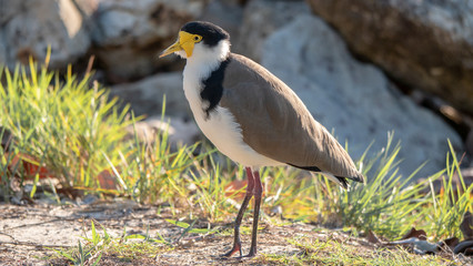 Masked Lapwing Bird of Australia
