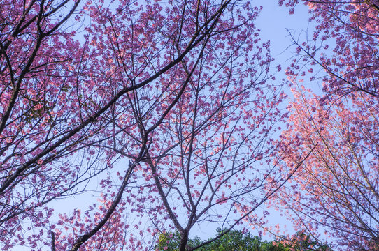 Wild Himalaya Cherry blossom forest