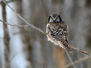 Northern Hawk Owl Looking Back, Portrait in Winter