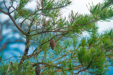 Pine Tree on the Pulpit Rock , Alabama