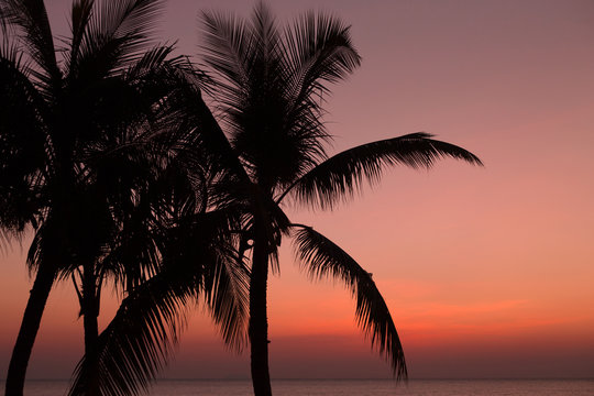 Palm tree silhouette on pink sunset background. Tropical evening.