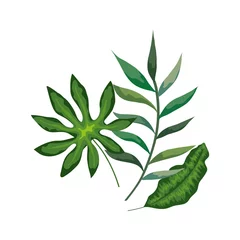 Zelfklevend Fotobehang Monstera branch with leafs nature isolated icon vector illustration design