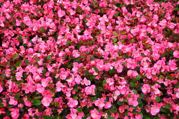 A lot pink flowers, botany floral texture for background