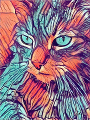 Close up Cat