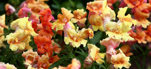 The antirrhinum plentifully blossoms in bright motley flowers of an unusual form.