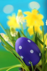 Easter holiday. Purple easter decorative egg and yellow daffodil and white muscari flowers on  blue background.Spring festive bright background.