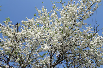 branches of a spring blossoming apple tree against the sky
