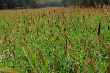 Obraz premium young seed grass close up. nuture outdoor photography.