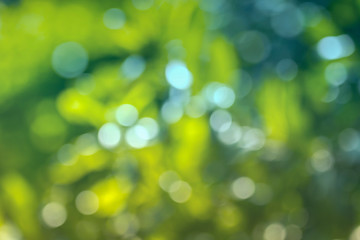 Obraz premium Abstract blurred background of green leaves with sunlight bokeh 