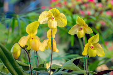 Group of yellow color lady’s slipper orchid blossom in flower garden