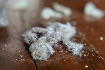 Clumps of dust on wood floor