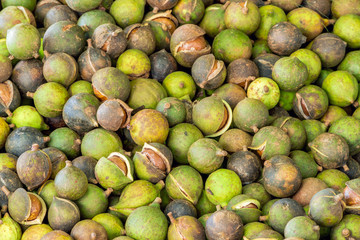 Pile of fresh macadamia nuts and nut shell after harvest from fruit plantation