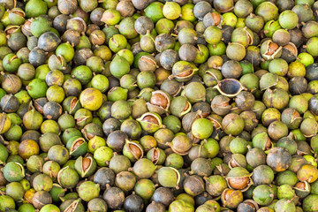 Pile of fresh macadamia nuts and nut shell after harvest from fruit plantation