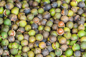 Pile of fresh macadamia nuts and nut shell after harvest from fruit plantation