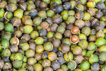 Pile of fresh macadamia nuts and nut shell after harvest from fruit plantation