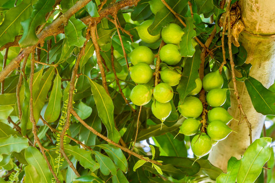 Cluster of fresh macadamia nuts hanging on its tree in fruit plantation