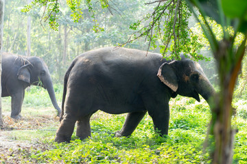 Fototapeta na wymiar слони в заподной бенгали мама и дочь