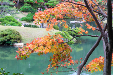 Shukkeien Garden, Hiroshima, Branch of of Autumn Maple Tree over the pond, Japan