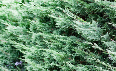 abstract background of evergreen fir branches